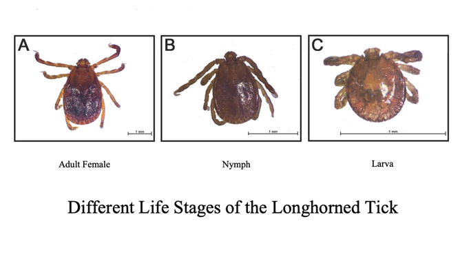 Life stages of the longhorned tick.